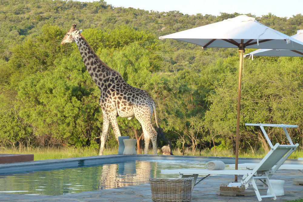 Zebras Crossing Private Game Lodge Модімолле Екстер'єр фото