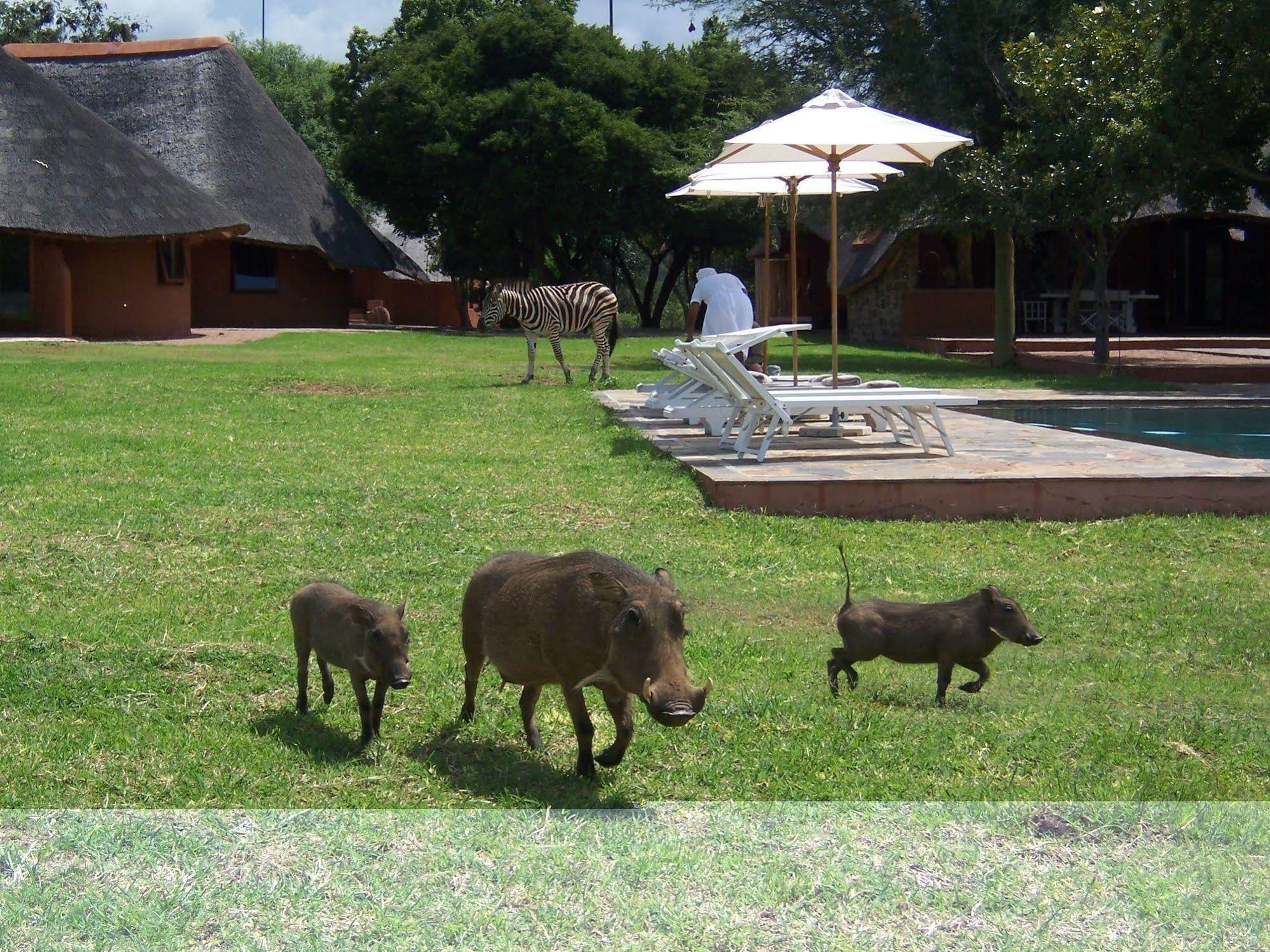 Zebras Crossing Private Game Lodge Модімолле Екстер'єр фото